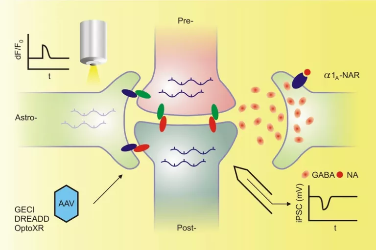 Tripartite synapse